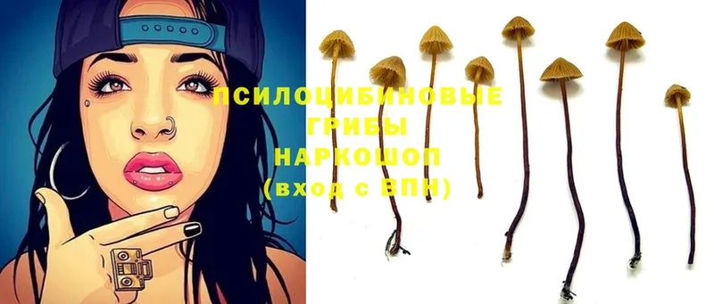 Псилоцибиновые грибы Magic Shrooms  где можно купить   Хабаровск 